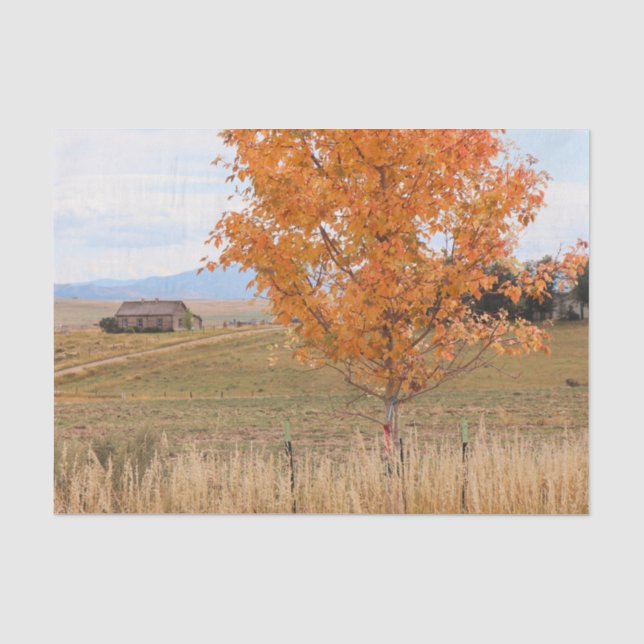 Bright October  Tissue Paper (Front)