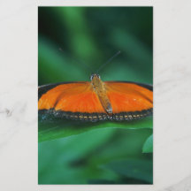 Bright Orange and Black Butterfly on Leaf
