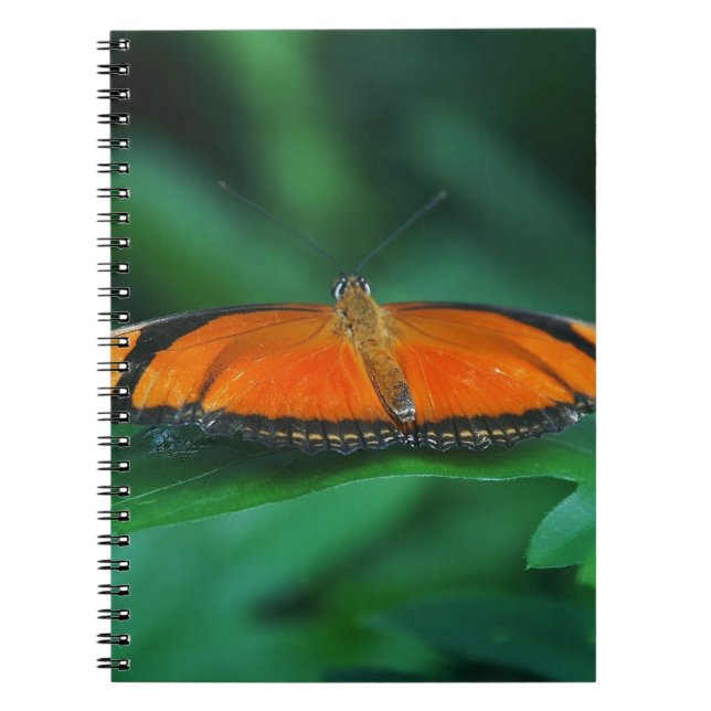 Bright Orange and Black Butterfly on Leaf Notebook (Front)