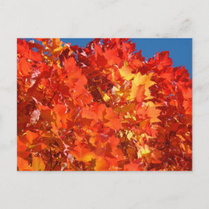 Bright Orange Autumn Leaves postcards Fall Trees
