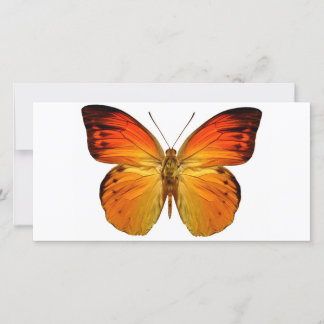 Bright Orange Butterfly