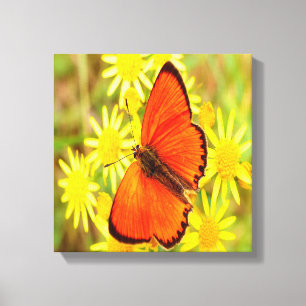 Bright Orange Butterfly Yellow Flowers Canvas Print