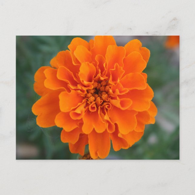 Bright Orange Flower Postcard (Front)