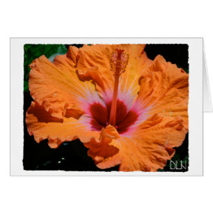 Bright Orange Hibiscus Flower/Floral  Art/