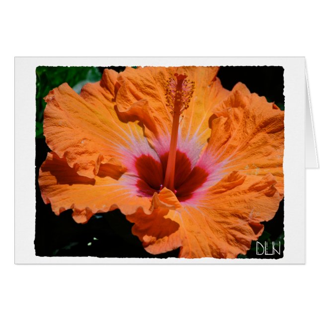 Bright Orange Hibiscus Flower/Floral  Art/ (Front Horizontal)