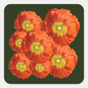 Bright Orange Poppy Flower Square Sticker