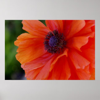 Bright Orange Poppy Poster
