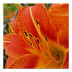 bright orange poster