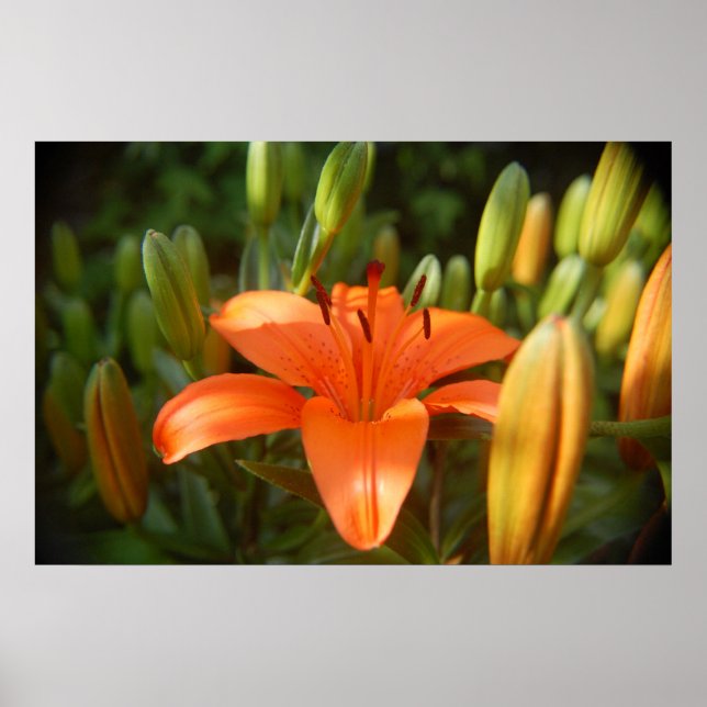 bright orange poster (Front)