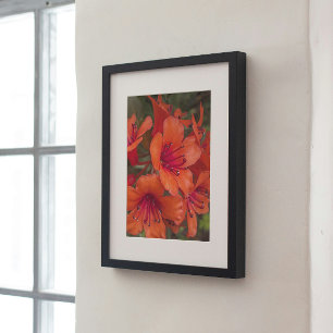 Bright Orange Rhododendron Blooms Floral Poster