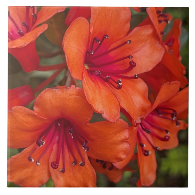 Bright Orange Rhododendron Blooms Floral Tile (Front)
