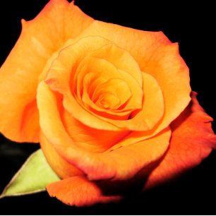 Bright Orange Rose Mouse Mat