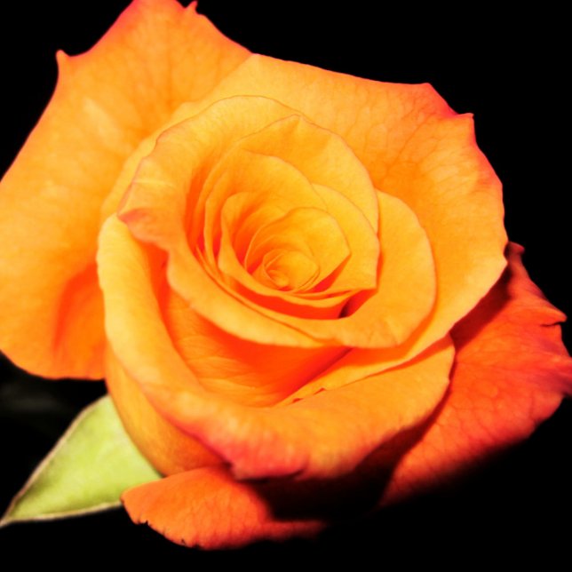 Bright Orange Rose  Mouse Mat (Creator Uploaded)