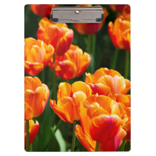 Bright orange tulips in the park clipboard