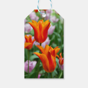 Bright orange tulips in the park gift tags