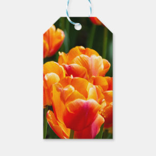 Bright orange tulips in the park gift tags
