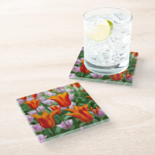 Bright orange tulips in the park glass coaster