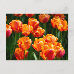 Bright orange tulips in the park postcard
