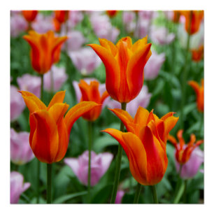 Bright orange tulips in the park     poster