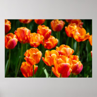 Bright orange tulips in the park