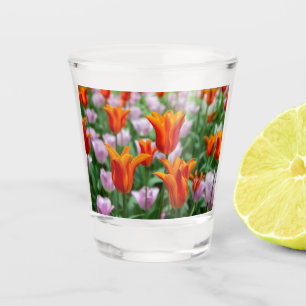 Bright orange tulips in the park   shot glass