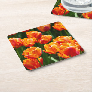 Bright orange tulips in the park square paper coaster