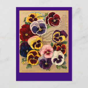 Bright Pansies Seed Packet Art on Cards