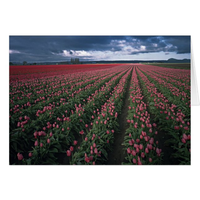 Bright pink and red tulips glow under dark (Front Horizontal)