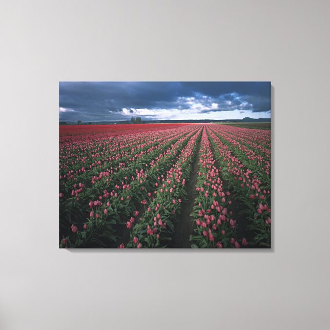 Bright pink and red tulips glow under dark canvas print (Front)