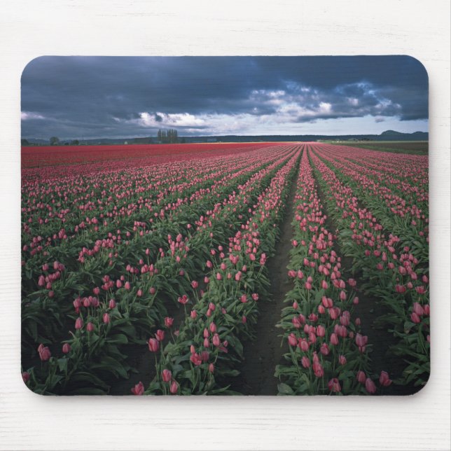 Bright pink and red tulips glow under dark mouse mat (Front)