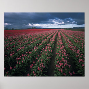 Bright pink and red tulips glow under dark poster