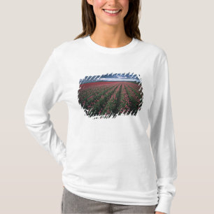 Bright pink and red tulips glow under dark T-Shirt