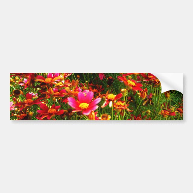 Bright pink and yellow Daisy Wild flowers Bumper Sticker (Front)