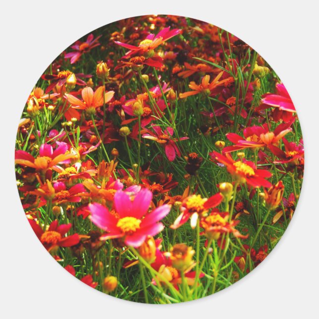 Bright pink and yellow Daisy Wild flowers Classic Round Sticker (Front)