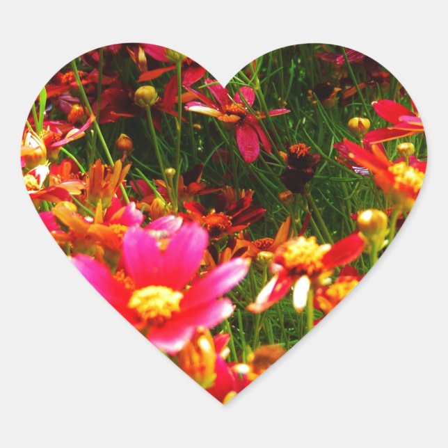 Bright pink and yellow Daisy Wild flowers Heart Sticker (Front)