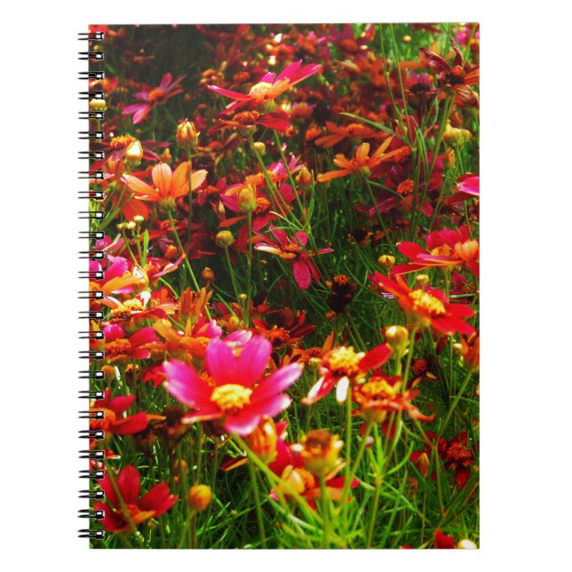 Bright pink and yellow Daisy Wild flowers Notebook (Front)