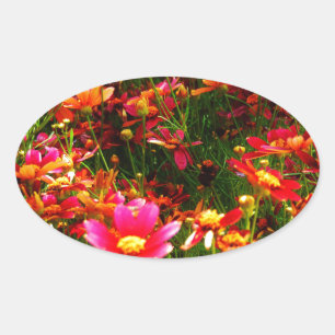Bright pink and yellow Daisy Wild flowers Oval Sticker