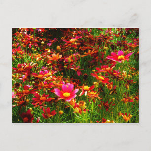 Bright pink and yellow Daisy Wild flowers Postcard