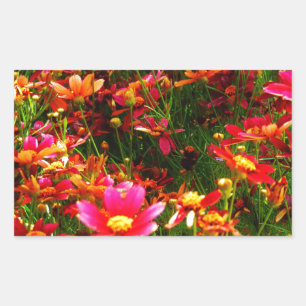 Bright pink and yellow Daisy Wild flowers Rectangular Sticker