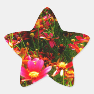 Bright pink and yellow Daisy Wild flowers Star Sticker