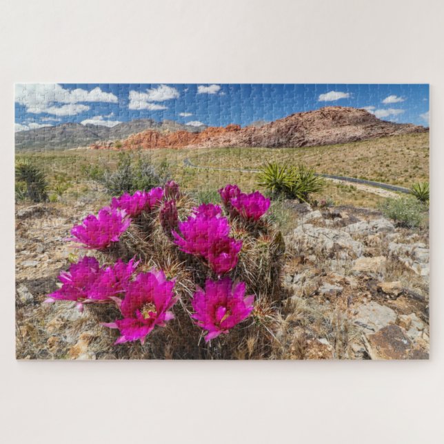 Bright pink cactus flowers in Red Rock Canyon, Nv Jigsaw Puzzle (Horizontal)
