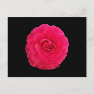 Bright Pink Camellia Postcard