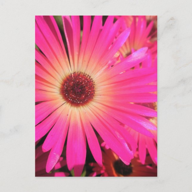 Bright Pink Daisies Postcard (Front)
