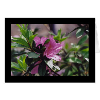 Bright Pink Flower