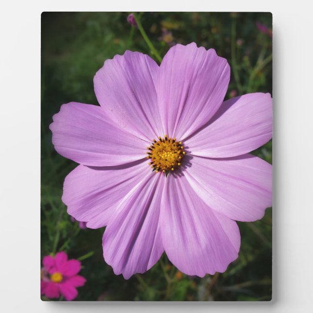 bright pink flowers plaque (Front)