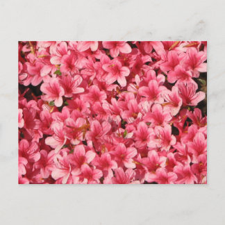 Bright Pink Flowers Postcard