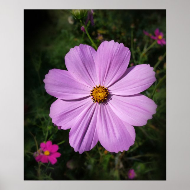 bright pink flowers poster (Front)