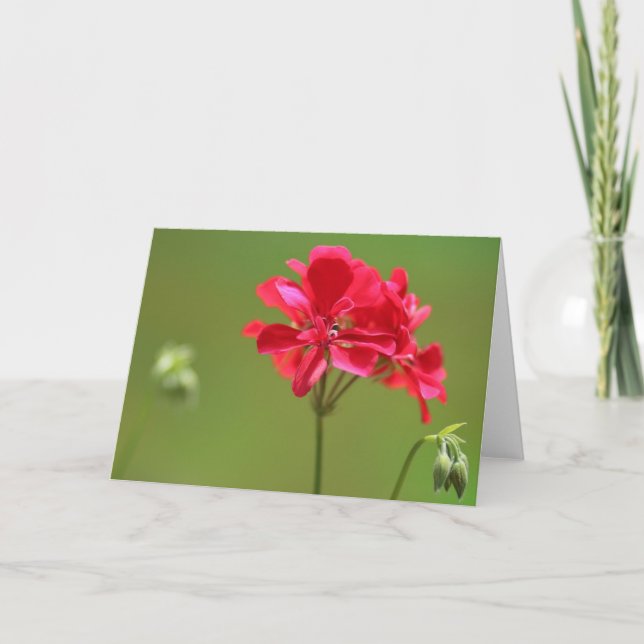 Bright Pink Geranium Flower Photo Blank  Card (Front)