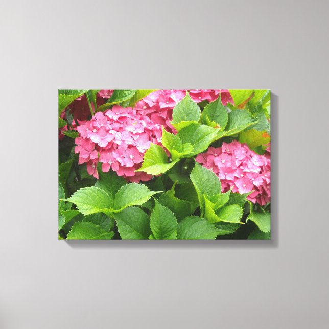 Bright Pink Hydrangeas Canvas Print (Front)