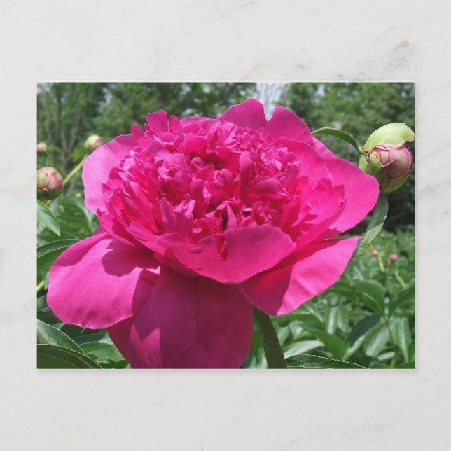 Bright Pink Peony Flower Postcard (Front)